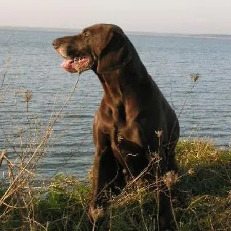 Sommerwind Haushälfte Ferienhaus *