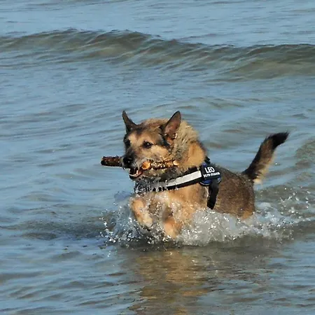 Ferienhaus Sommerwind Haushälfte Fuhlendorf (Mecklenburg-Vorpommern)
