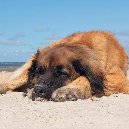 Ferienhaus Sommerwind Haushälfte